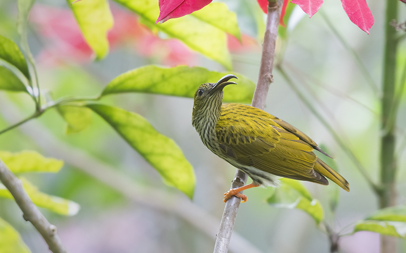 Streaked Spiderhunter (Arachnothera magna) at Da Lat Birding Trails - Southern Vietnam. Photo by: Phuc Le - Vietnam Bird Photography Tours - Vietbirdphototours.com